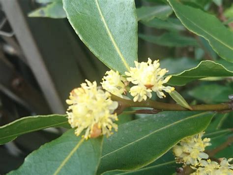 月桂樹 風水|月桂樹(ローリエ)の花言葉｜花や実の特徴、葉で作る 